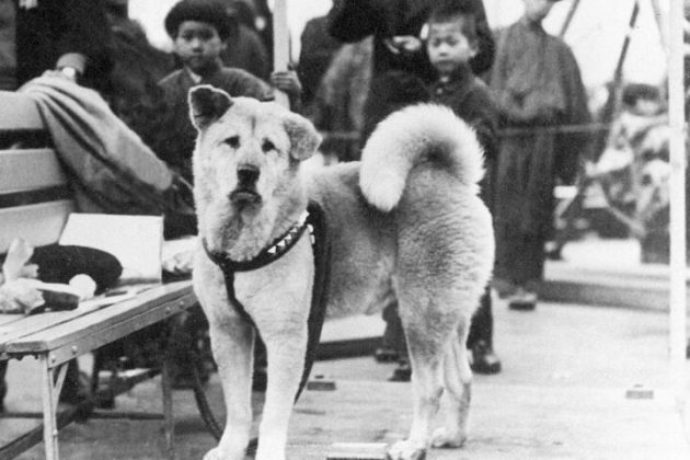 Asia, Japan, Tokyo, Shibuya ward, Hachiko dog meeting point, Christmas lights